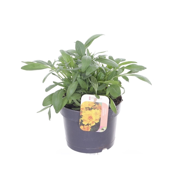 <h4>Coreopsis Grandiflora 'Illico'</h4>