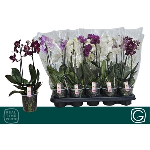 PHAL MF GEM 4 KL