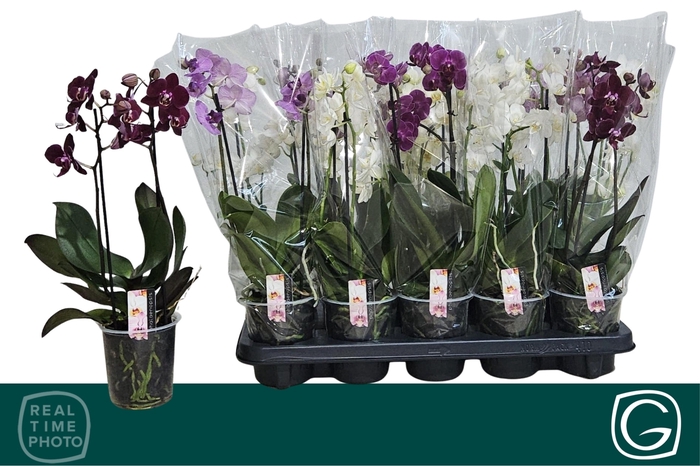 <h4>PHAL MF GEM 4 KL</h4>