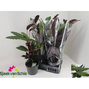 !! PROMO !! CALAT RUF P19 65CM