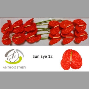 ANTH A SUN EYE