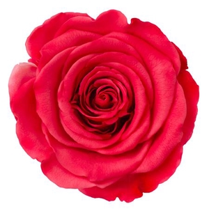 PRESERVED ROSA LL BIC 10