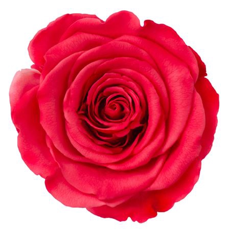 <h4>PRESERVED ROSA LL BIC 10</h4>