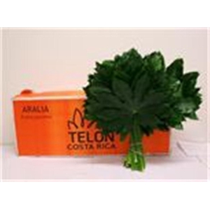 Peonia Salmon Saucer