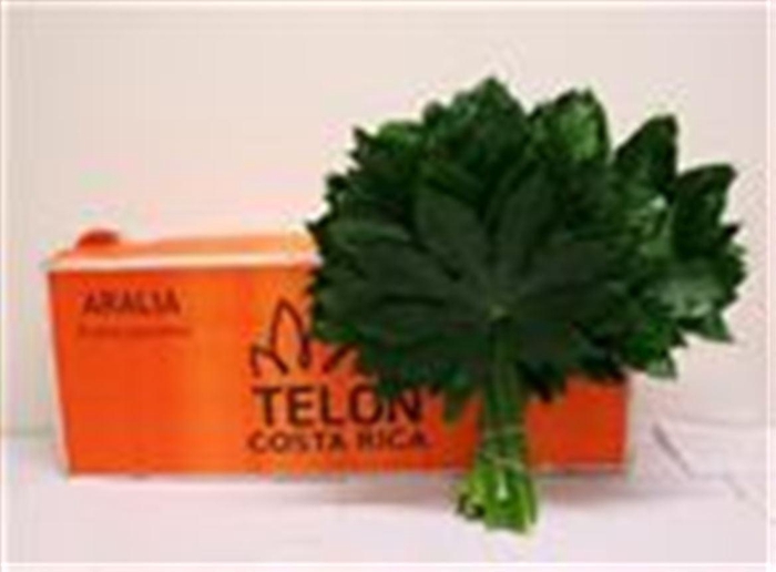 <h4>Peonia Salmon Saucer</h4>