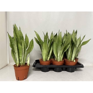 Sansevieria trifa. 'Moonshine'