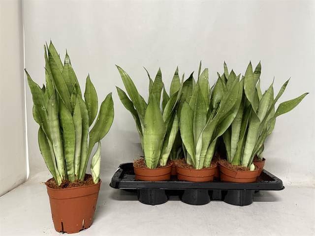 <h4>Sansevieria trifa. 'Moonshine'</h4>