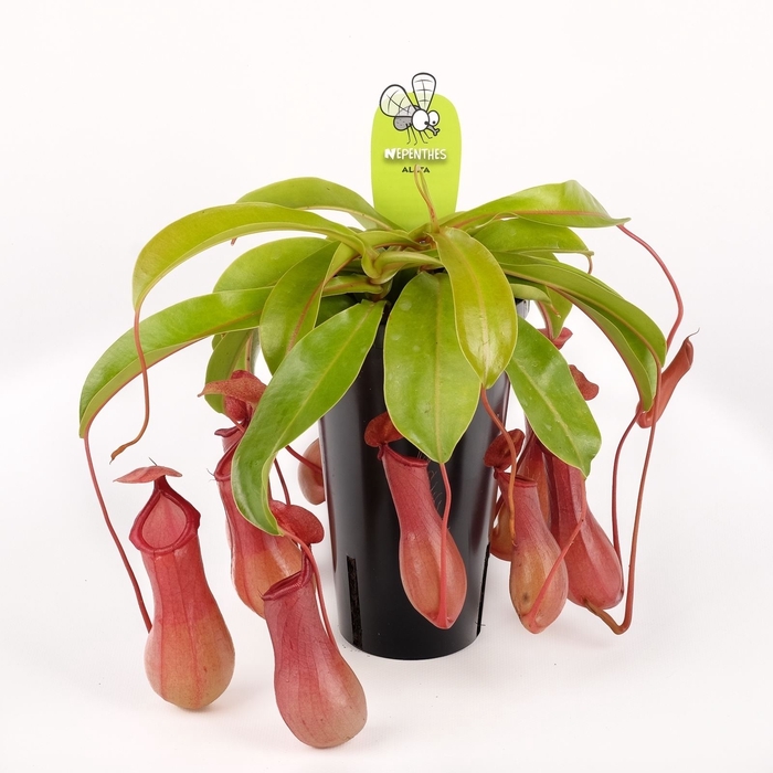 <h4>Nepenthes    ...</h4>