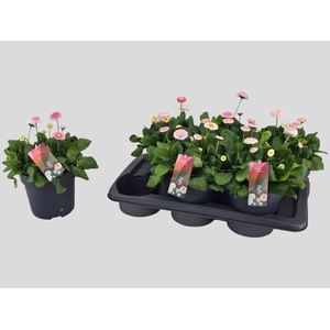 BELLIS TASSO STR+CRE