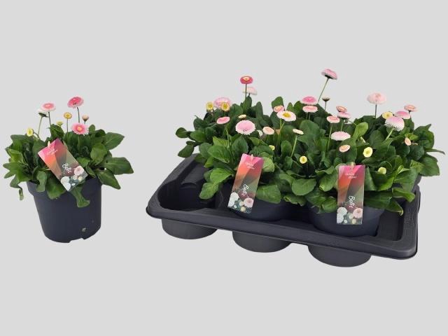 <h4>BELLIS TASSO STR+CRE</h4>