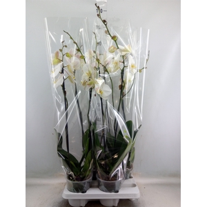 Phalaenopsis   ...white