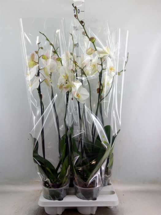 <h4>Phalaenopsis   ...white</h4>