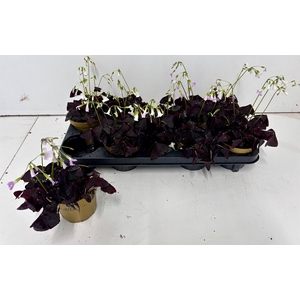 OXALIS TRIANGULARIS