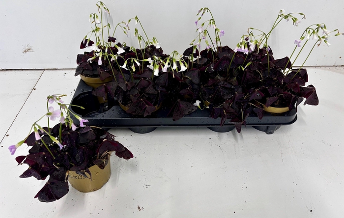 <h4>OXALIS TRIANGULARIS</h4>