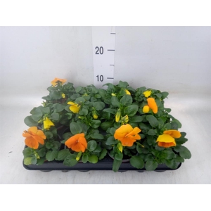 Viola wr. 'Alpha Orange'