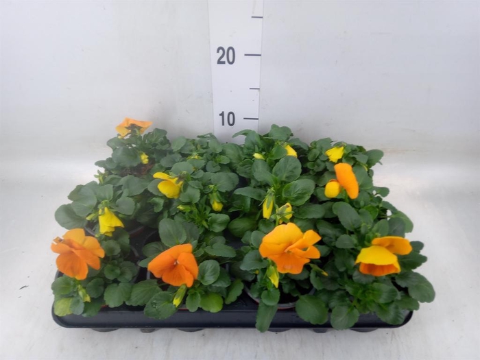 <h4>Viola wr. 'Alpha Orange'</h4>
