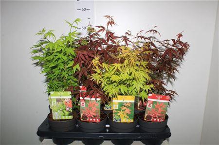 <h4>Acer Palmatum Mix</h4>