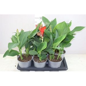 Canna Cannova Gemengd