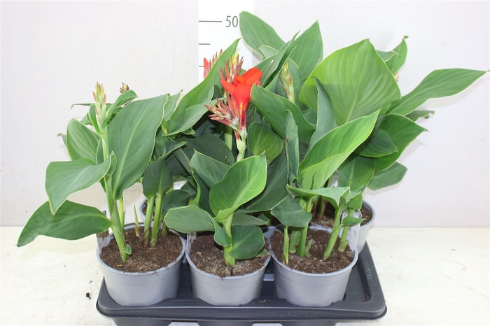<h4>Canna Cannova Gemengd</h4>