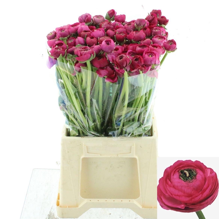 <h4>RAN EL HOT PINK</h4>