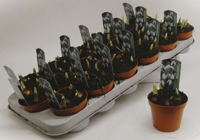 <h4>Galanthus nivalis</h4>