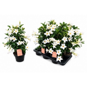 MANDE SUN WHITE