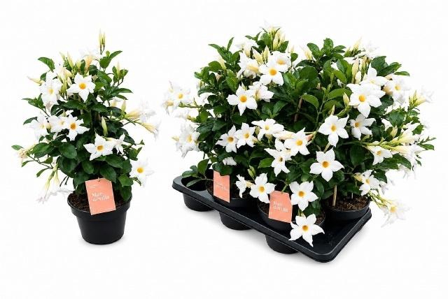 <h4>MANDE SUN WHITE</h4>