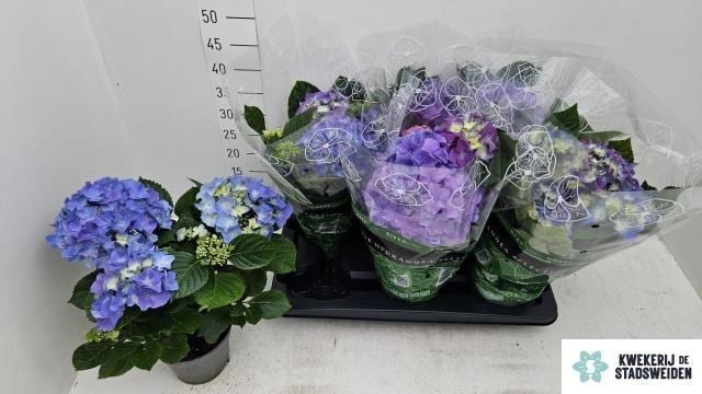 <h4>HYDR M EARLY BLUE</h4>