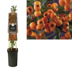 Pyracantha 'Golden Charmer' +3.0 label