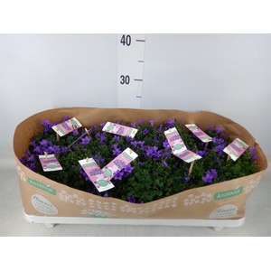 Campanula porten. 'Ambella In Prpl'