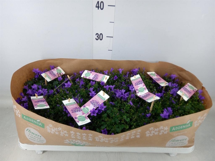 <h4>Campanula porten. 'Ambella In Prpl'</h4>