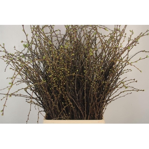 Kersebloesem P Bos Extra