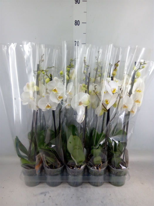 <h4>Phalaenopsis   ...</h4>