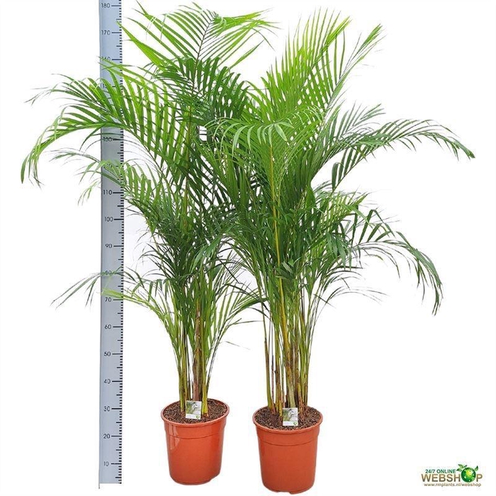 <h4>DYPSIS LUTESCENS</h4>