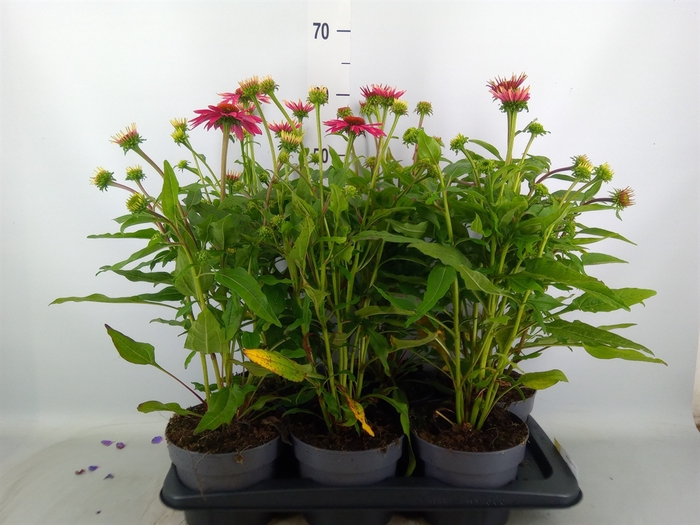 <h4>Echinacea purp.</h4>