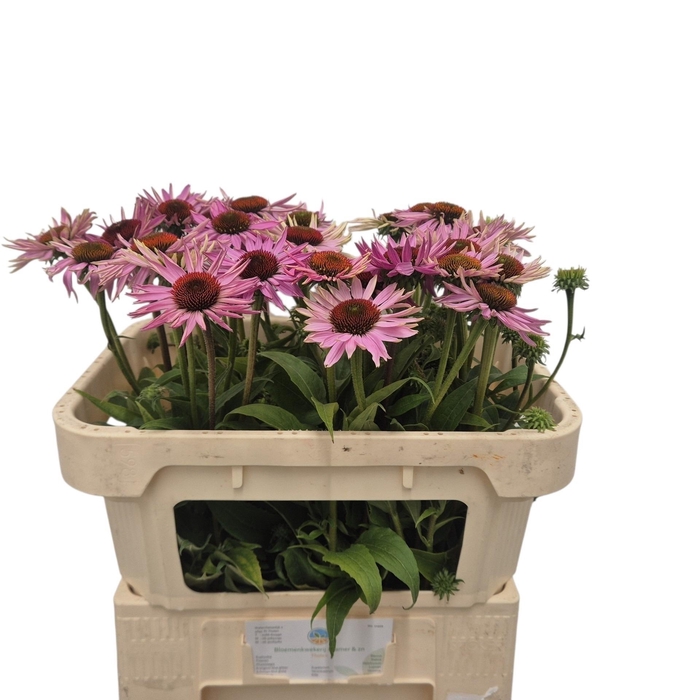 <h4>Echi Purpurea</h4>