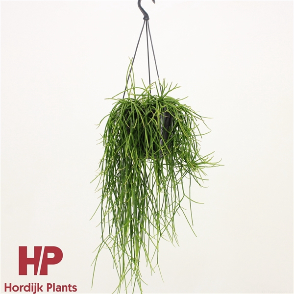 <h4>Rhipsalis baccifera shaferi</h4>