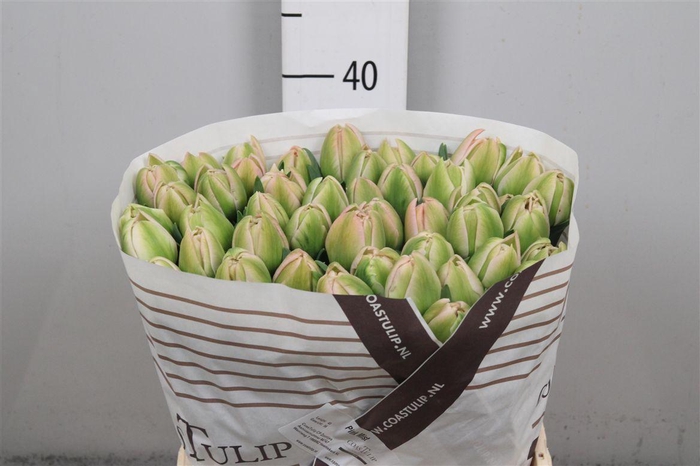 <h4>Tu Du Pink Mist</h4>