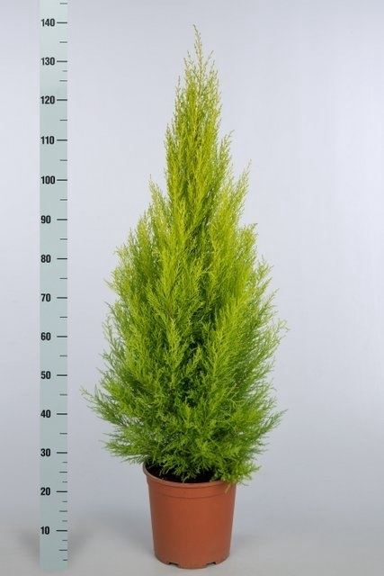 <h4>Cupressus macro. 'Goldcrest Wilma'</h4>