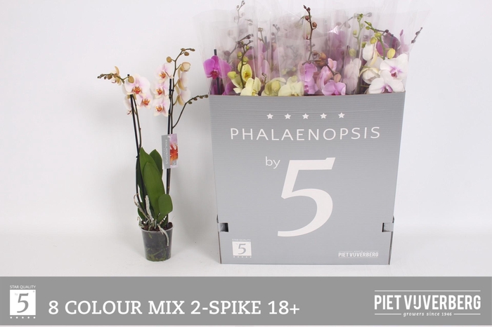 <h4>PHAL GEM 8 KL</h4>