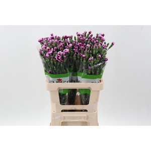 Di Lala Extravaganza x20