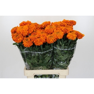 Tagetes Marigold Promise Orange