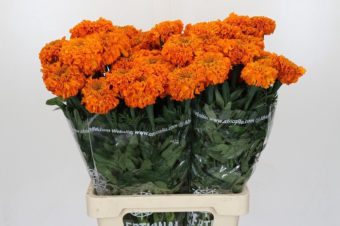 Tagetes Marigold Promise Orange