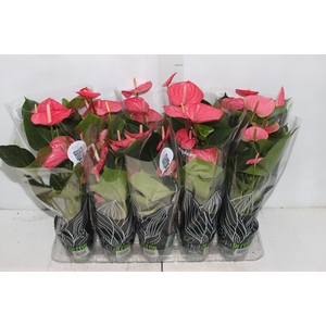 ANTHURIUM SUCCESS PINK P12