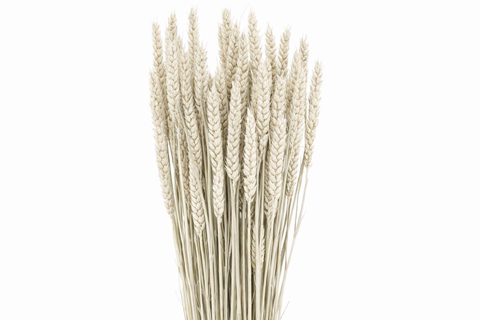 Dried Triticum X5 Frosted White Bunch