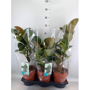 Ficus elastica 'Cloe'