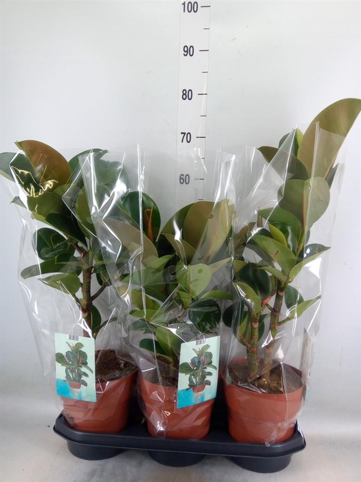 <h4>Ficus elastica 'Cloe'</h4>