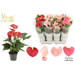 Anthurium 9 cm 4 color Love mix in Haute Couture sleeve