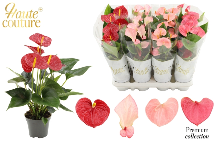 <h4>Anthurium 9 cm 4 color Love mix in Haute Couture sleeve</h4>