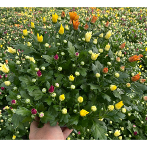 Chrysanthemum Indicum Grp gemengd per pot